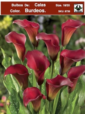 Calas Premium Color. Burdeos .Size: 18/20