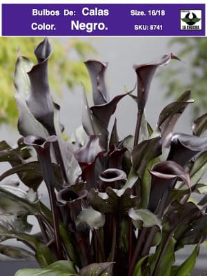 Calas Color: Negro. Size: 16/18