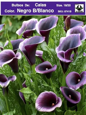Calas Premium Color. Negro Borde Blanco .Size: 18/20