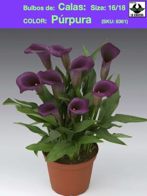 Calas Color: Púrpura size: 16/18