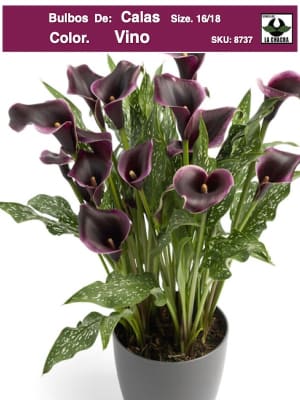 Calas Color. Vino .Size: 16/18