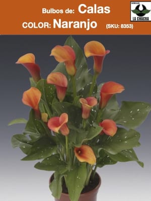 Calas Color Naranjo. Size: 16/18