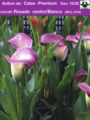 Calas color. Rosado/Blanco.size 16/18
