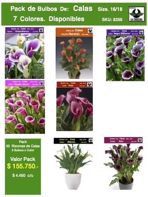 Pack 35 Rizomas Calas. 5 Bulbos por Color Size. 16/18