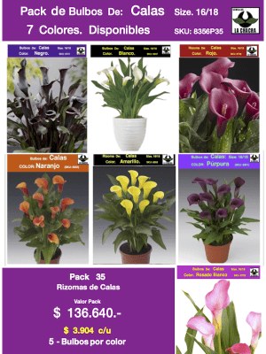 Pack 35 Rizomas Calas. 5 Bulbos por Color Size. 16/18