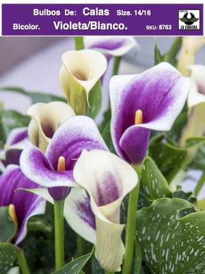 Calas Bicolor: Violeta/Blanco. Size. 16/18