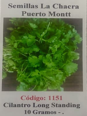 Cilantro California Long- Standing 10 Gramos