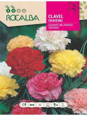 CLAVEL GIGANTE Mejorado Colores Variados 1G