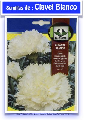 CLAVEL GIGANTE BLANCO