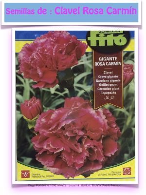 CLAVEL GIGANTE FITO ROSA CARMIN