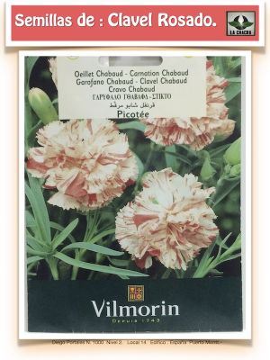 CLAVEL CHABAUD ESTRIADO