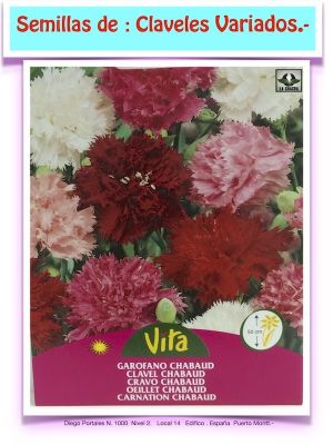 CLAVEL GIGANTE COLORES VARIADOS