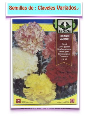 CLAVEL GIGANTE COLORES SURTIDOS