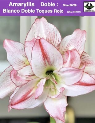 Amaryllis  Exclusivos (Bulbos) Color: Blanco Doble Toques Rojo.   Size: 24/26
