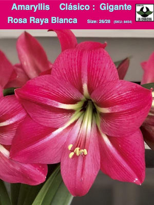 Amaryllis Clásico Calibre Grande. Color: Rosa Raya Blanca Size: 26/28
