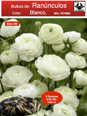 5 Docenas de Bulbos de Ranúnculos Color: Blanco. Size: 5/6