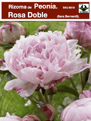 Rizoma de Peonía. Rosa Doble