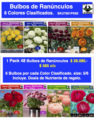 Pack 48 Bulbos de Ranúnculos Clasificados   8 Colores  Size 5/6