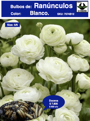1 Docena de Bulbos de Ranúnculos Color: Blanco. Size: 5/6