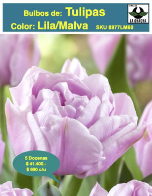 5 Docenas de Bulbos Tulipas Color: Lila/Malva . Calibre 12+
