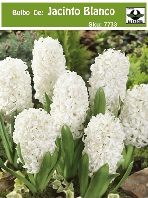 Jacinto. Blanco. Calibre 13-15