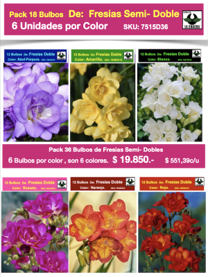 Pack 36 Bulbos Fresias Semi-Dobles. ( 6 Colores Disponibles)  Size: 5+
