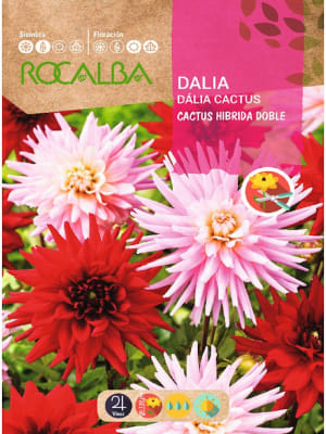 Dalia Cactus Híbrida Doble Colores Variados