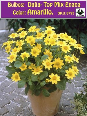 Champas Bulbos de Dalias Top Mix Enanas Color: Amarillo