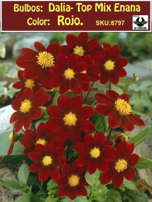 Champas Bulbos de Dalias Top Mix Enana Color: Rojo
