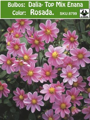 Champas Bulbos de Dalias Top Mix Enana Color: Rosada