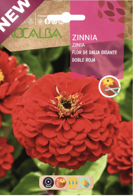 ZINNIA Flor de Dalia Gigante Doble Roja.