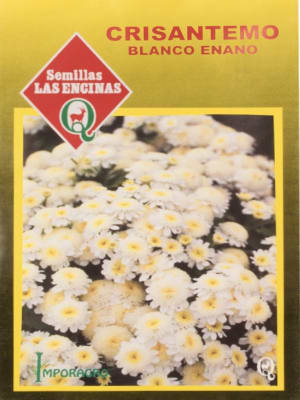 CRISANTEMOS Blanco Enano