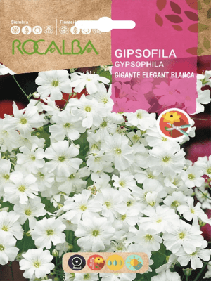 Gipsófila Elegant Blanca