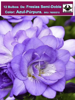 Pack 12 Bulbos Fresias Semi- Dobles  Color: Azul/Púrpura. Size 5+