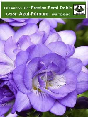 60 Bulbos Fresias  Semi-Dobles  Color : Azul-Púrpura Size: 5+