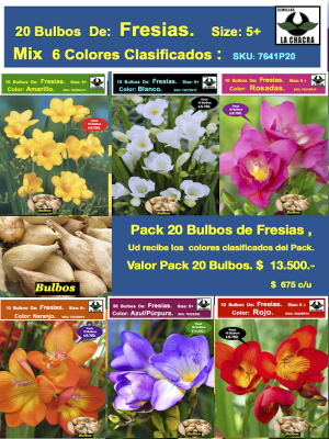 Bulbos Fresias Mix 6 Colores. Pack 20 Unidades  Size: 5+