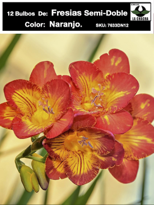 Pack 12 Bulbos Fresias Semi- Dobles  Color: Naranjo. Size 5+