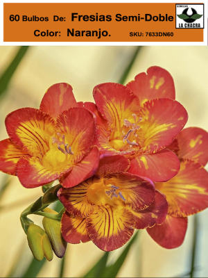 60 Bulbos Fresias Semi-Dobles  Color: Naranjo Size: 5+