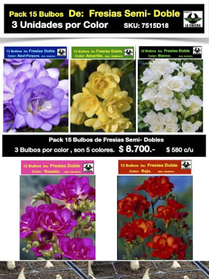 Pack 15 Bulbos Fresias Semi-Dobles. ( 5 Colores Disponibles)  Size: 5+