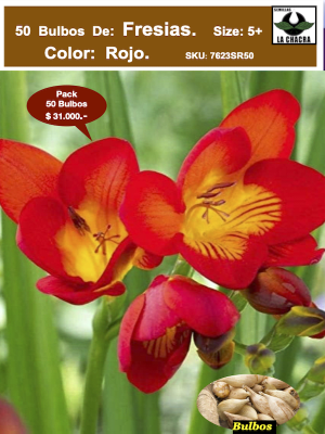 Bulbos Fresias Rojas. Pack 50 Unidades  SIZE: 5+