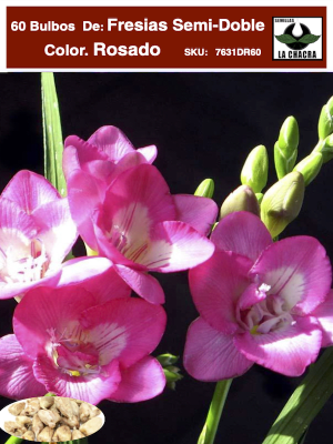60 Bulbos Fresias  Semi-Dobles  Color: Rosadas  Size: 5+