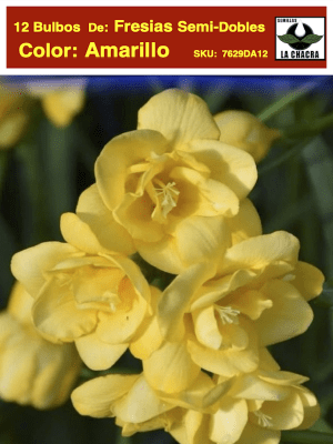 Pack 12 Bulbos Fresias Semi-Dobles  Color: Amarillo Size: 5+