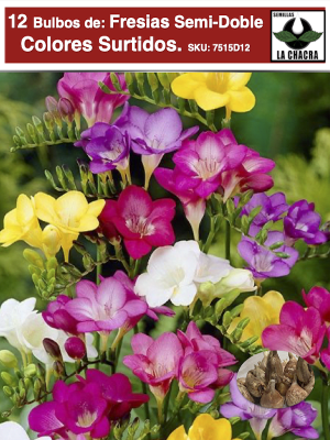 1 Docena Bulbos de Fresias Semi-Dobles. Colores Variados Size: 4/5