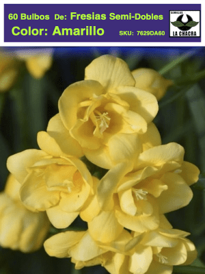 60 Bulbos Fresias Semi-Dobles  Color. Amarillo  Size: 5+