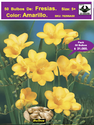 Bulbos Fresias Amarillas. Pack 50 Unidades SIZE: 5+