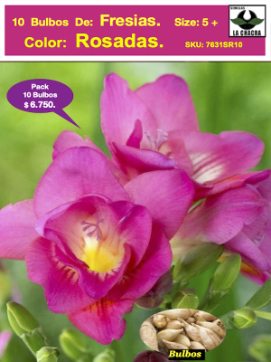 Bulbos Fresias Rosadas. Pack 10 Unidades  SIZE: 5+