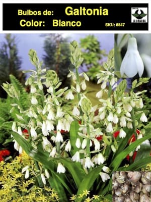 GALTONIA. Color: Blanco