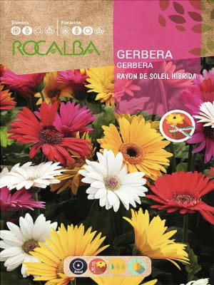 Gerbera Híbrida Colores Variados.
