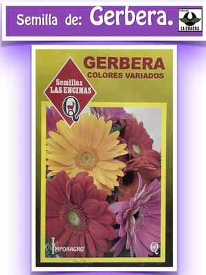Gerbera Colores Variados