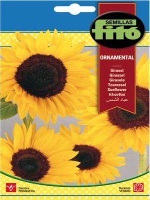 GIRASOL ORNAMENTAL GIGANTE
